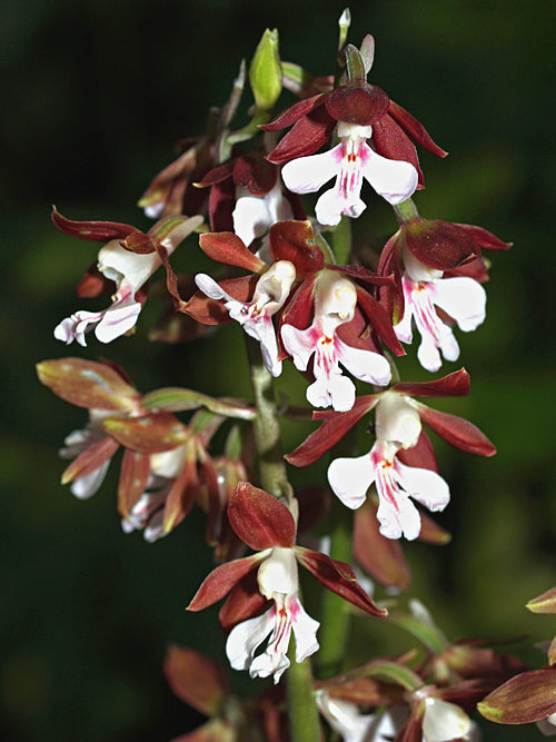CALANTHE DISColour