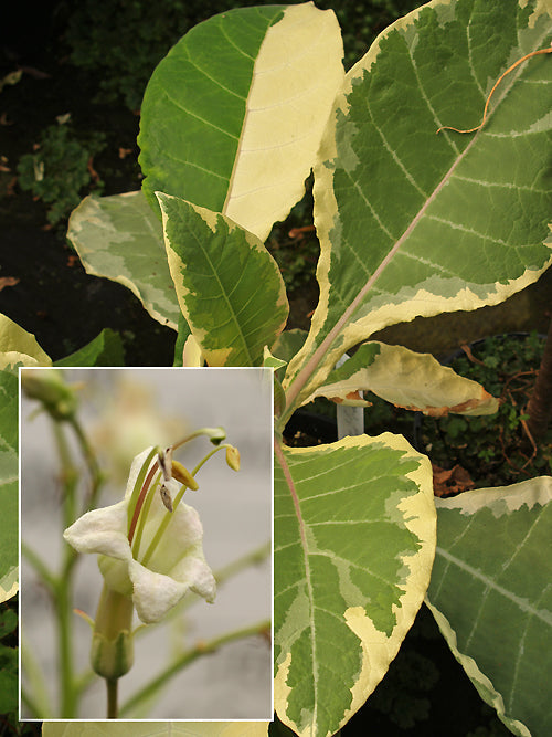 NICOTIANA TOMENTOSA var.LEGUIANA variegated