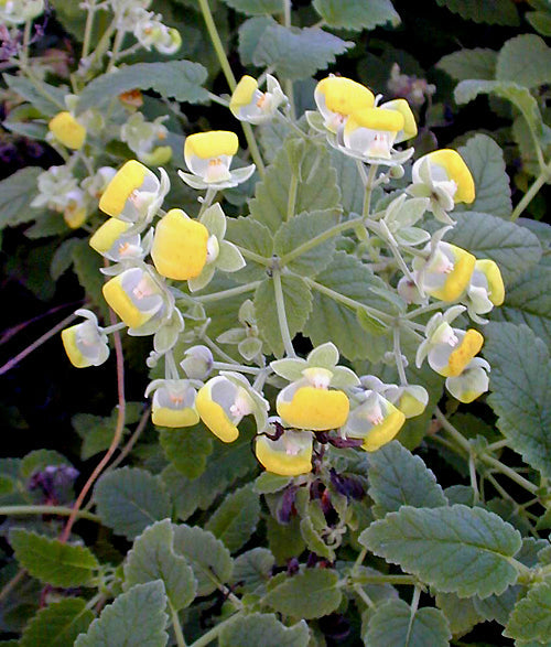 CALCEOLARIA BIColour