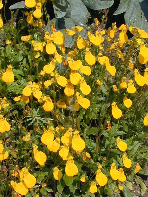 CALCEOLARIA 'JOHN INNES'