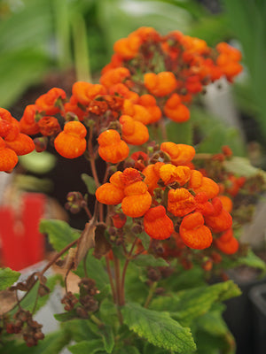 CALCEOLARIA 'SULTAN'