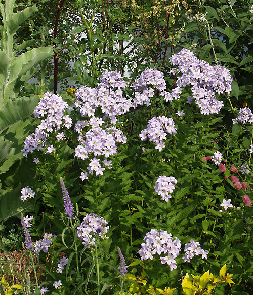 CAMPANULA LACTIFLORA