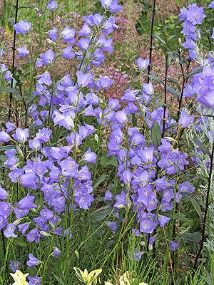 CAMPANULA PERSICIFOLIA
