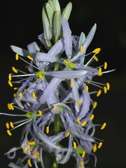 CAMASSIA CUSICKII