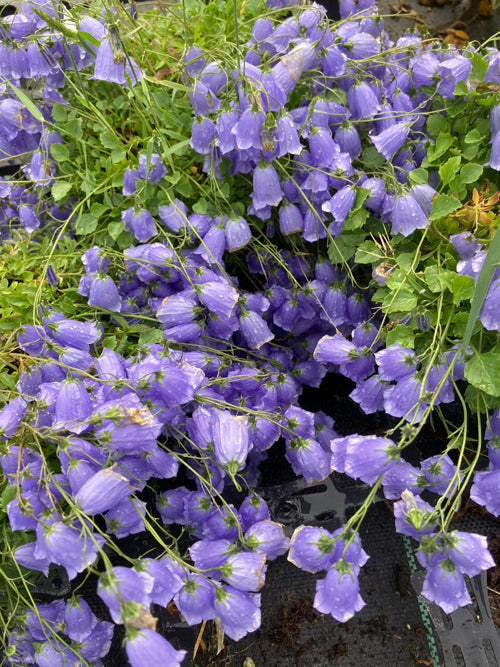 CAMPANULA COCHLEARIFOLIA