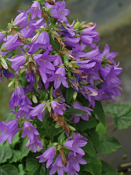 CAMPANULA TRACHELIUM 'PURPLE BREAK'