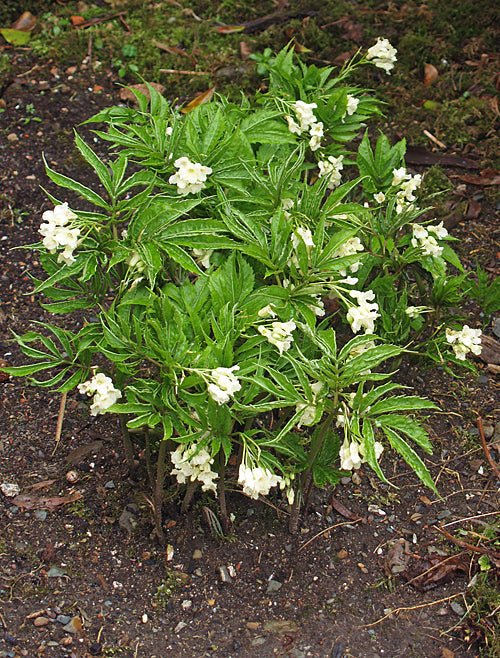 CARDAMINE ENNEAPHYLLA