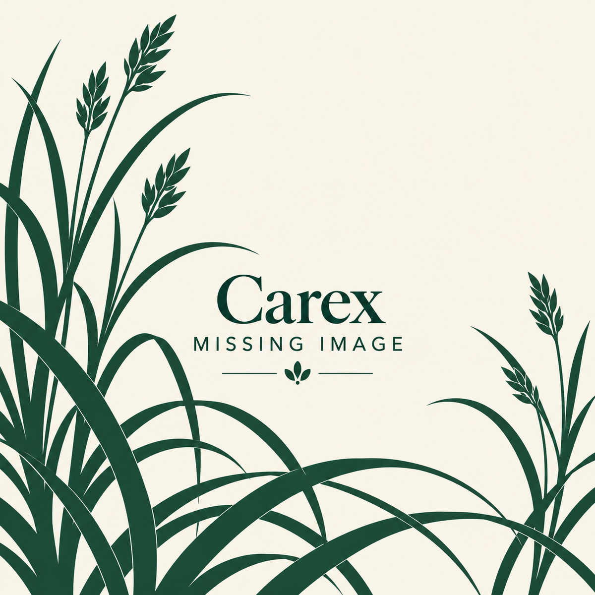 Carex plants for sale