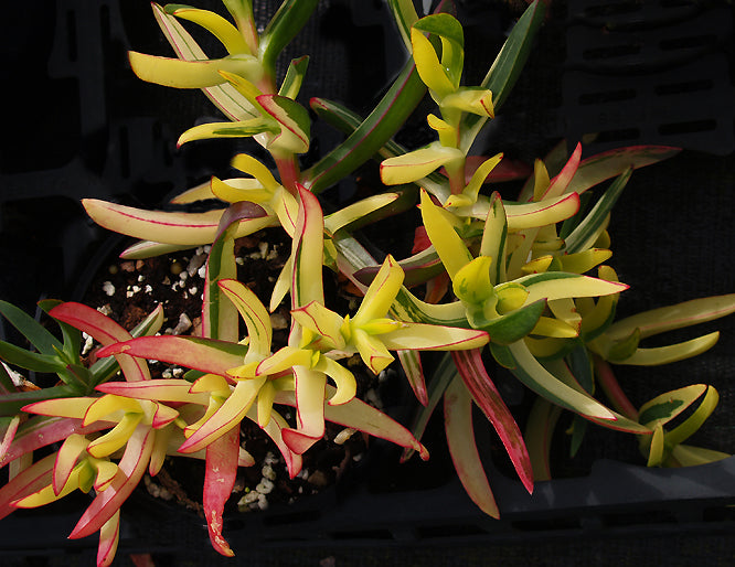 CARPOBROTUS EDULIS 'CABO DA ROCA'