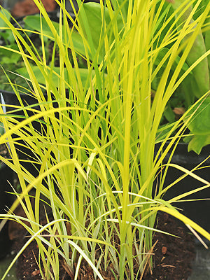CAREX RIPARIA 'ALL GOLD'