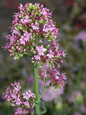 CENTRANTHUS LECOQII