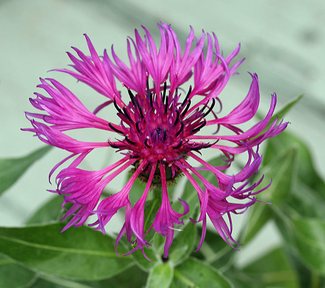CENTAUREA MONTANA 'JOYCE' (1.4L)