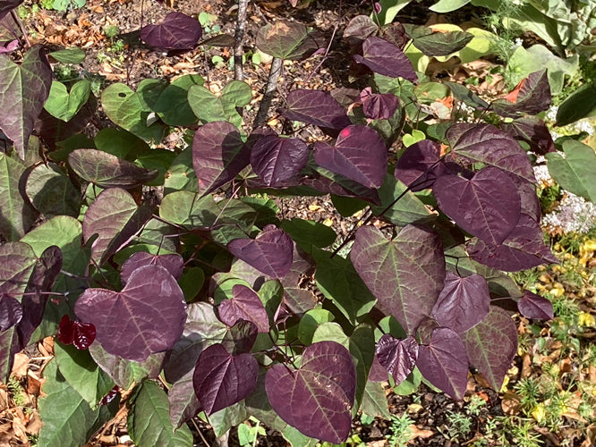 CERCIS CANADENSIS 'RED FORCE'
