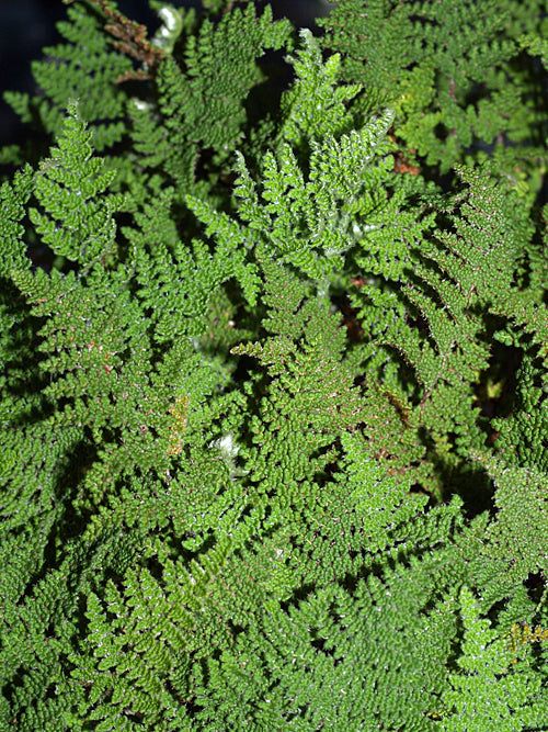 CHEILANTHES WOOTONII