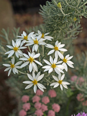 CHILIOTRICHUM DIFFUSUM 'SISKA'