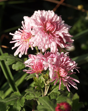 CHRYSANTHEMUM 'EMPEROR OF CHINA'