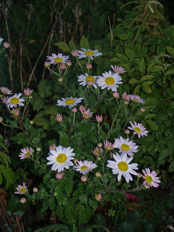CHRYSANTHEMUM 'HEBE'