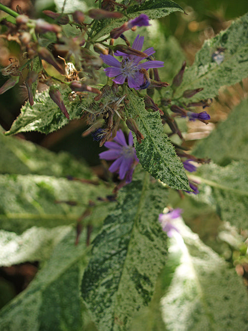 CICERBITA PLUMIERI 'BLOTT'