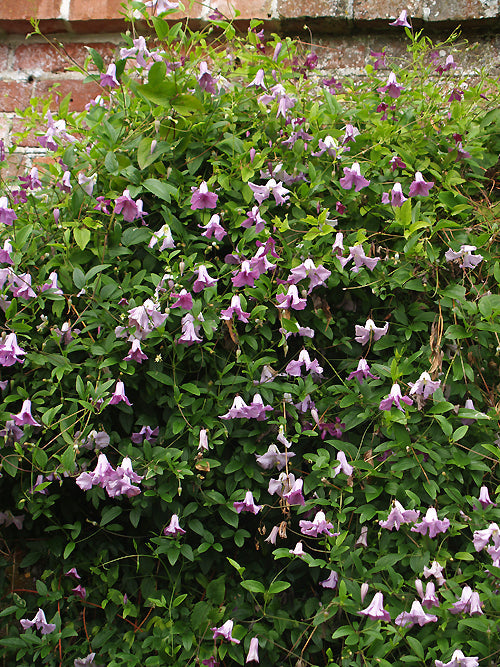 CLEMATIS 'BETTY CORNING'