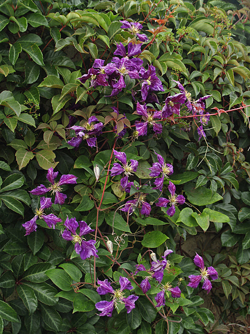 CLEMATIS 'TIE DYE'