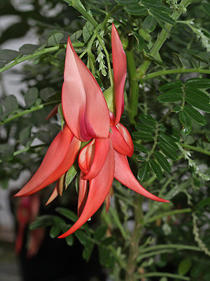 CLIANTHUS PUNICEUS 'ROSEUS'