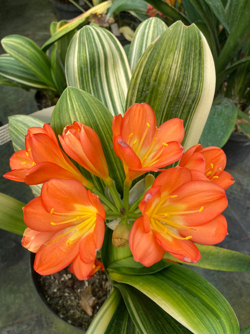 CLIVIA MINIATA 'STEVEN'S STRIPED'