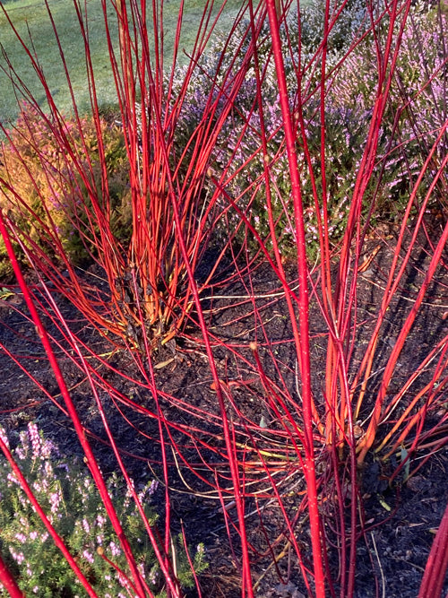 CORNUS ALBA 'CORNUS ALBA BATON ROUGE'