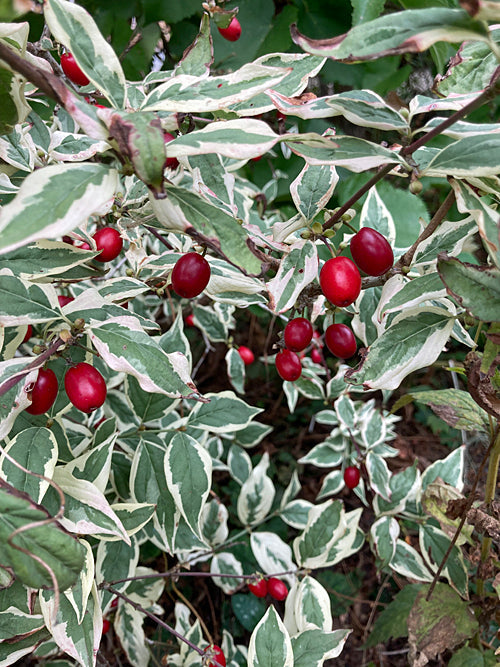 CORNUS MAS 'VARIEGATA'