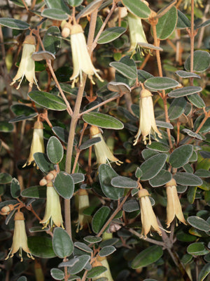 CORREA BACKHOUSEANA