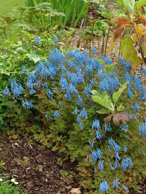 CORYDALIS FLEXUOSA 'CHINA BLUE'