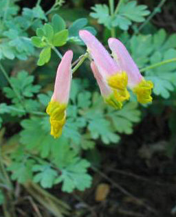 CORYDALIS SEMPERVIRENS