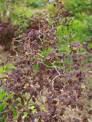 CORYLUS AVELLANA 'RED MAJESTIC'