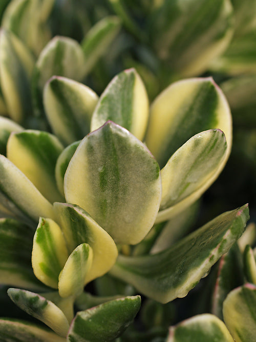 CRASSULA OVATA 'VARIEGATA'