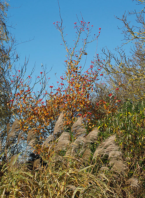 CRATAEGUS x LAVALLEEI 'CARRIEREI'