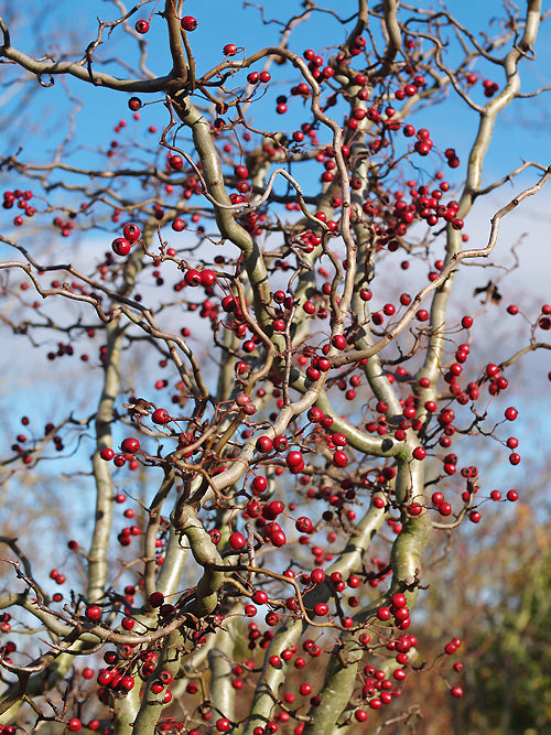 CRATAEGUS MONOGYNA 'FLEXUOSA'