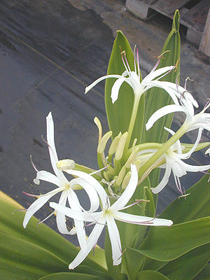 CRINUM ASIATICUM var.SINICUM