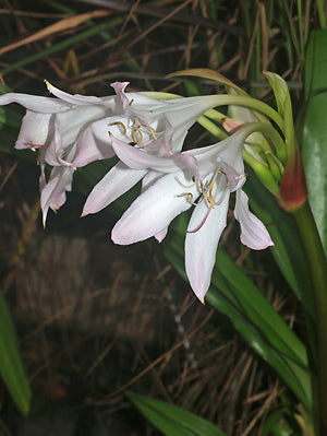 CRINUM 'SUMMER NOCTURNE'