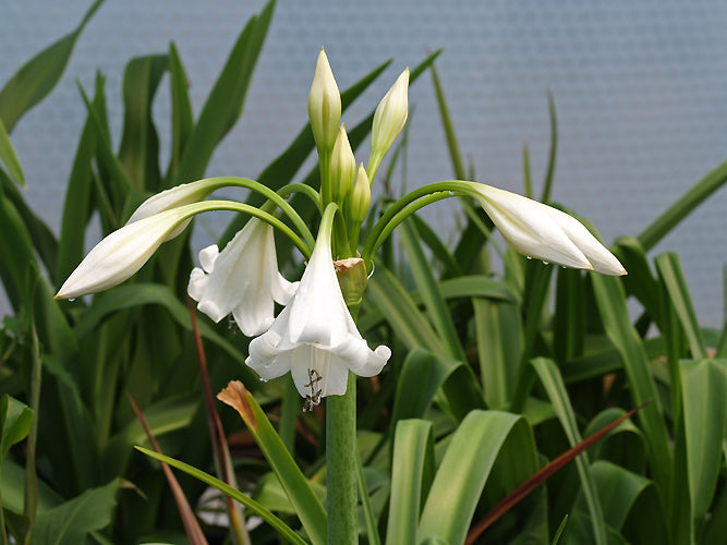 CRINUM 'WHITE QUEEN'