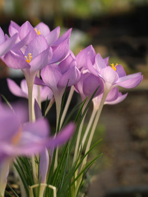 CROCUS GOULIMYI