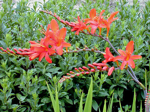 CROCOSMIA 'MISTRAL'