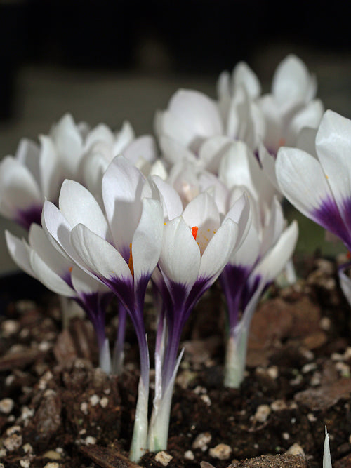 CROCUS MATHEWII JCA 347.910