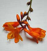 CROCOSMIA 'QUEEN MARY II'