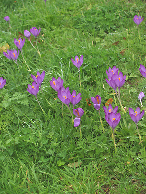 CROCUS SATIVUS