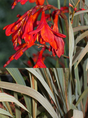 CROCOSMIA 'SARACEN'