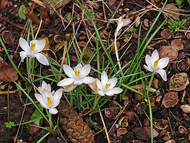 CROCUS TOMMASINIANUS 'ALBUS'