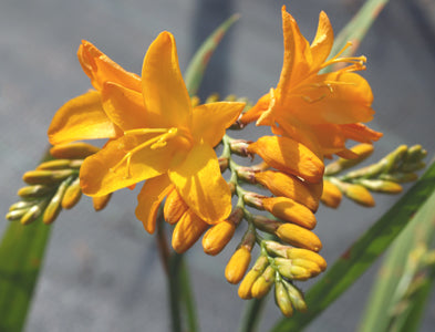 CROCOSMIA 'WALBERTON YELLOW'