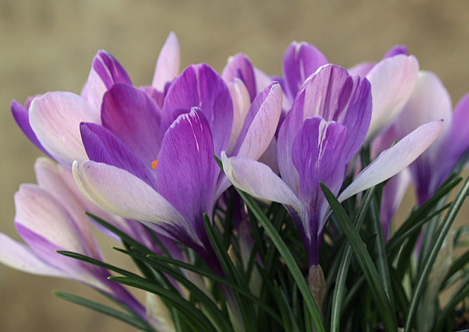 CROCUS 'YALTA'
