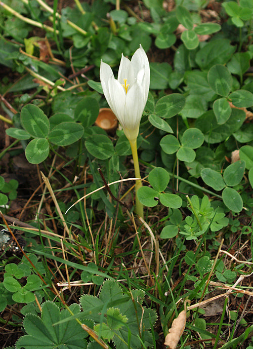 CROCUS VALLICOLA