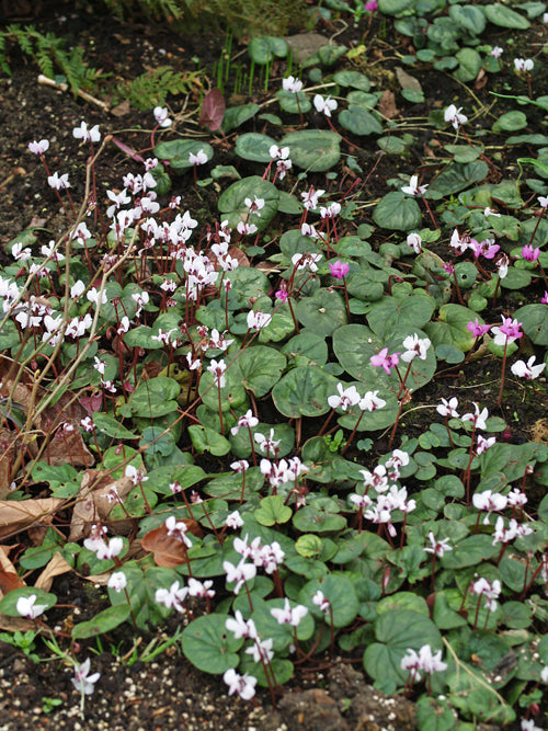 CYCLAMEN COUM subsp.COUM f.PALLIDUM 'ALBUM'