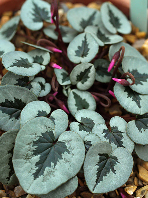 CYCLAMEN COUM patterned leaf